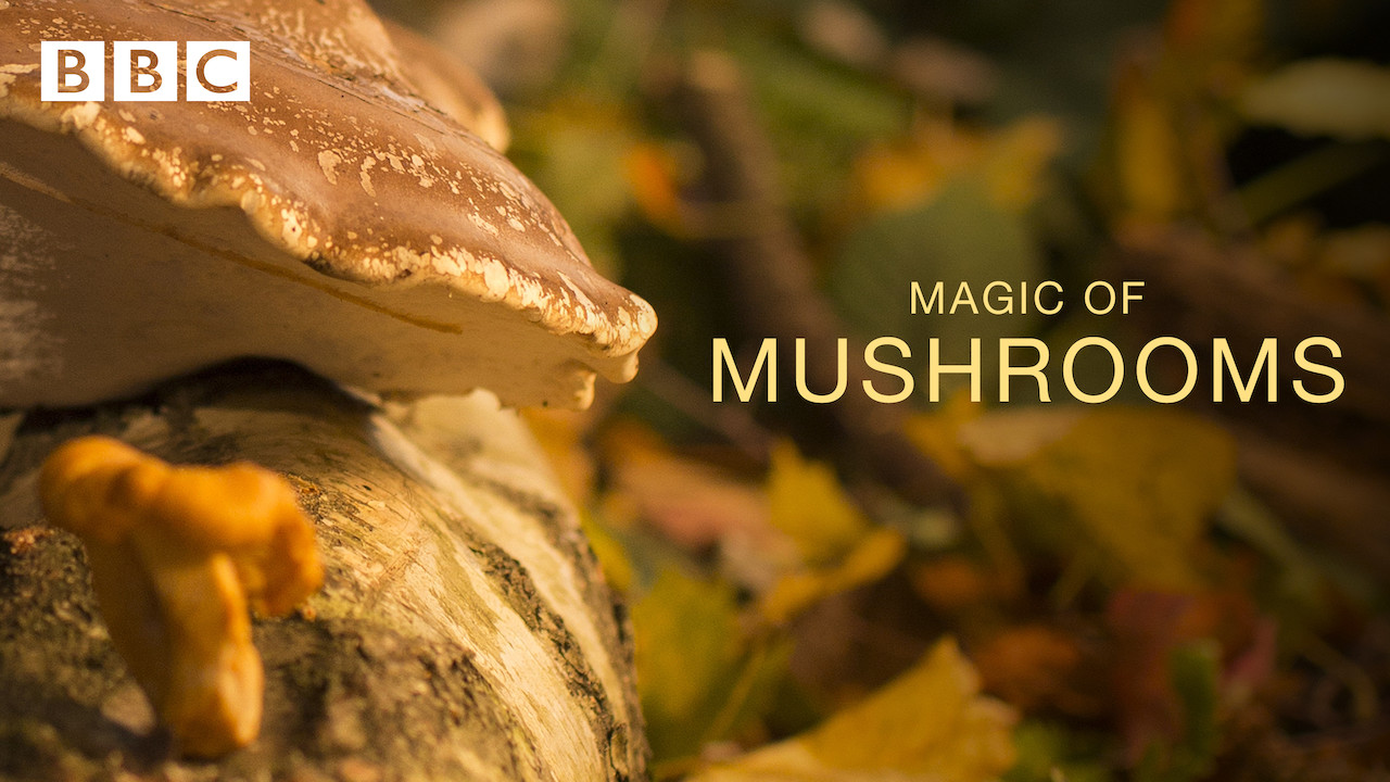 Is 'The Magic of Mushrooms' on Netflix? Where to Watch the Documentary