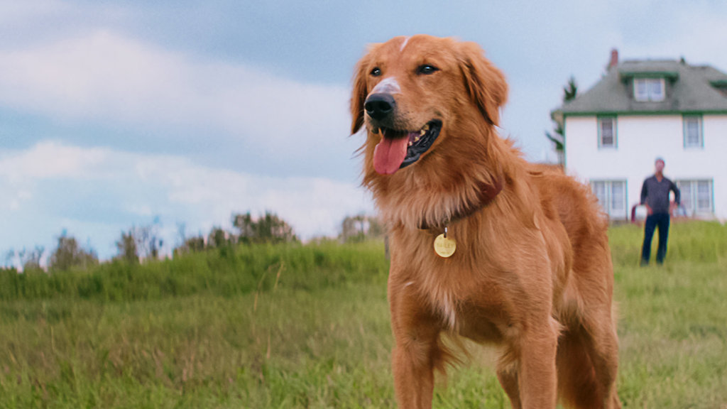 netflix a dog's life