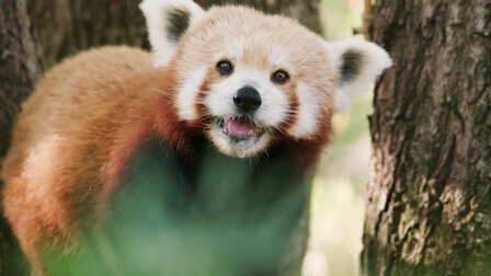 アジアに棲む危険生物72種 Netflix ネットフリックス 公式サイト