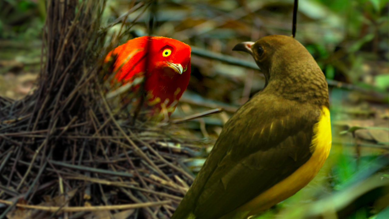 the life of birds is a bbc nature documentary s netflix