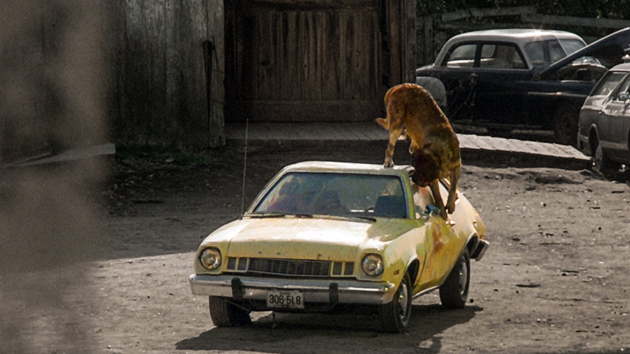 Cujo 37 años