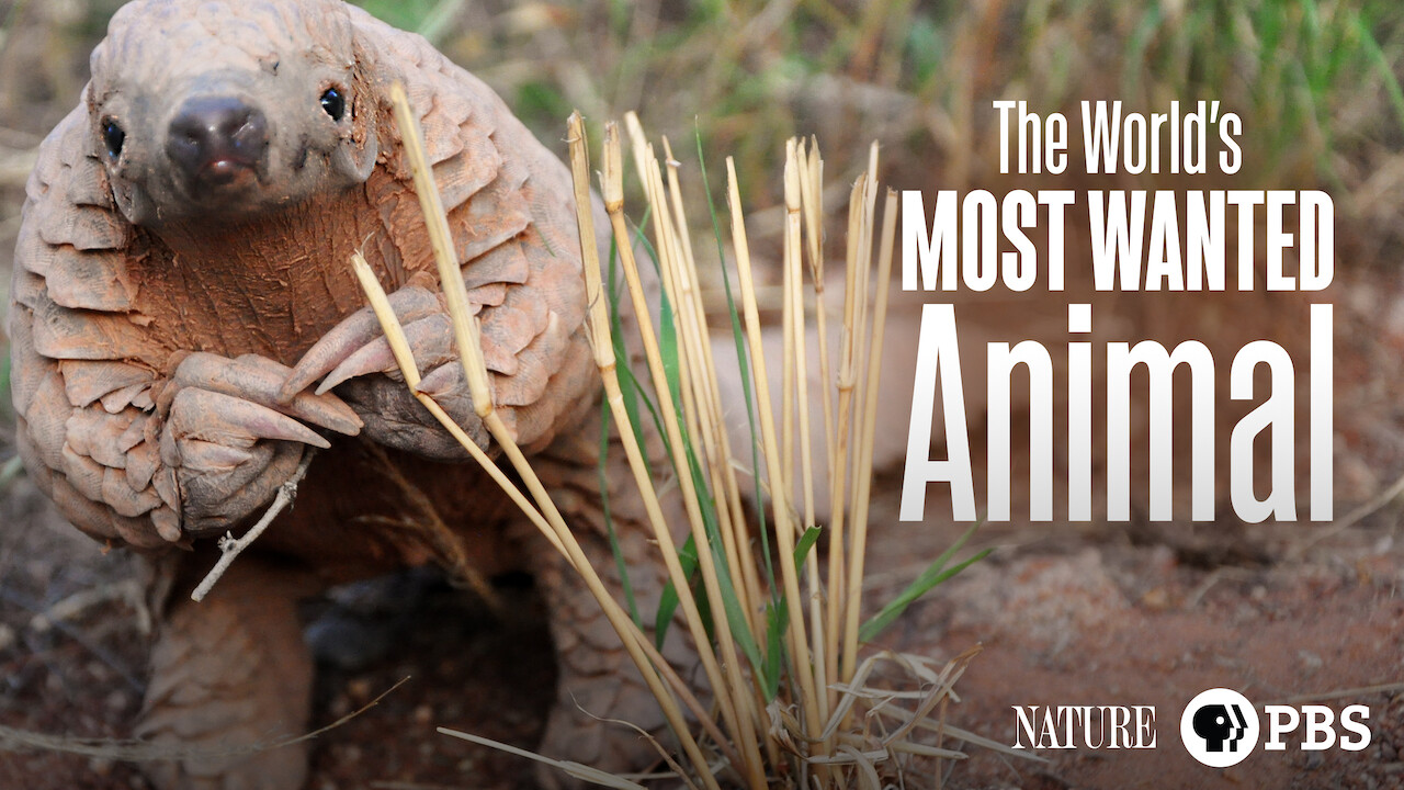 Is 'The World's Most Wanted Animal' on Netflix? Where to Watch the Documentary - New On Netflix USA Is 'The World's Most Wanted Animal' on Netflix? Where to Watch the Documentary - New On Netflix USA