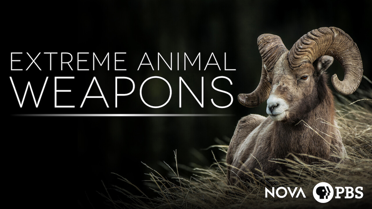 Is 'NOVA: Extreme Animal Weapons' on Netflix? Where to Watch the Documentary - New On Netflix USA Is 'NOVA: Extreme Animal Weapons' on Netflix? Where to Watch the Documentary - New On Netflix USA