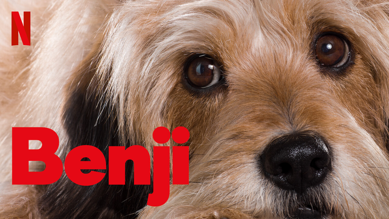 Qui A Gagner Benji Ou Dylan Is 'Benji' available to watch on Netflix in America? - NewOnNetflixUSA