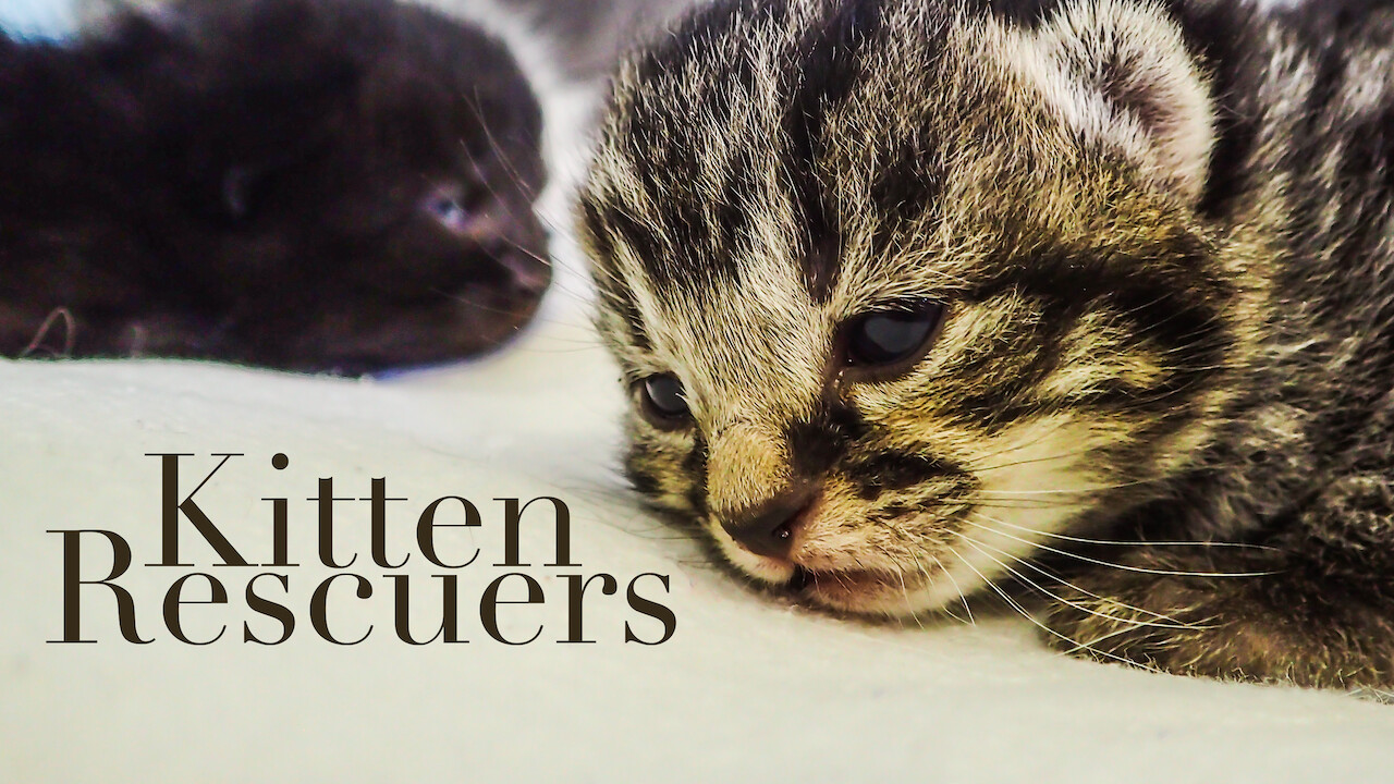 Is 'Kitten Rescuers' on Netflix? Where to Watch the Series - New On