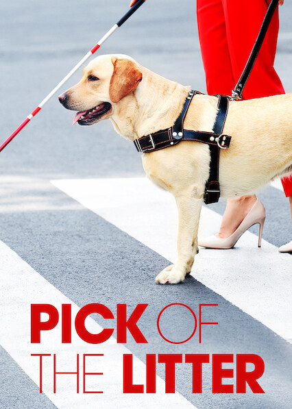 Pick of the on sale litter netflix