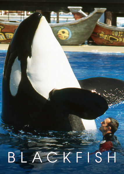 Blackfish Assignment – AP Language Theatrical Killer Whale Show.”